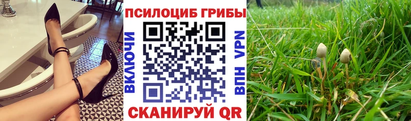 Псилоцибиновые грибы Psilocybe  Купить  Короча 